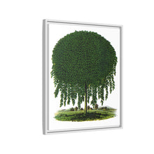 Kilmarnock Weeping Willow tree lithograph. Digitally enhanced from our own original 1900 edition plates of Botanical Specimen published by Rochester Lithographing