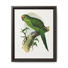 Golden-Crowned Parrakeet (Cyanoramphus auriceps) colored wood-engraved plate by Alexander Francis Lydon - NOMADEN ART GALLERY