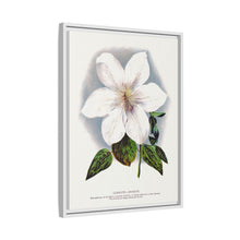 Clematis flower lithograph. Digitally enhanced from our own original 1900 edition plates of Botanical Specimen published by Rochester Lithographing
