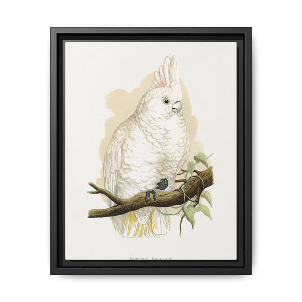 Goffin's Cockatoo (Cacatua goffiniana) colored wood-engraved plate by Alexander Francis Lydon. - NOMADEN ART GALLERY