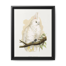 Goffin's Cockatoo (Cacatua goffiniana) colored wood-engraved plate by Alexander Francis Lydon. - NOMADEN ART GALLERY