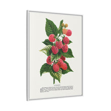 Cuthbert raspberry lithograph. Digitally enhanced from our own original 1900 edition plates of Botanical Specimen published by Rochester Lithographing