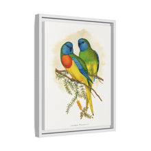 Prachtsittich (Neophema splendida) farbige Holzstichplatte von Alexander Francis Lydon