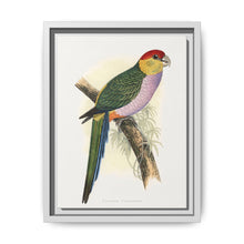 Pileated Parrakeet (Pionopsitta pileata) colored wood-engraved plate by Alexander Francis Lydon. - NOMADEN ART GALLERY