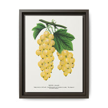 White grape lithograph. Digitally enhanced from our own original 1900 edition plates of Botanical Specimen published by Rochester Lithographing - NOMADEN ART GALLERY