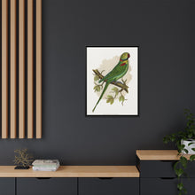 Alexandrine Parakeet (Psittacula eupatria) colored wood-engraved plate by Alexander Francis Lydon.