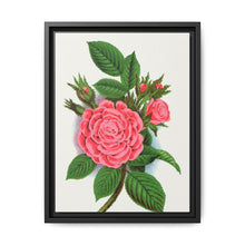 Pink rose, Salet Moss lithograph. Digitally enhanced from our own original 1900 edition plates of Botanical Specimen published by Rochester Lithographing - NOMADEN ART GALLERY
