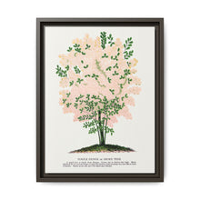 Purple Fringe tree lithograph. Digitally enhanced from our own original 1900 edition plates of Botanical Specimen published by Rochester Lithographing - NOMADEN ART GALLERY