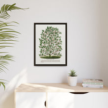 Hardy Magnolia tree lithograph. Digitally enhanced from our own original 1900 edition plates of Botanical Specimen published by Rochester Lithographing