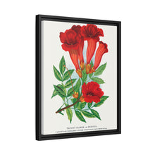 Trumpet flower lithograph. Digitally enhanced from our own original 1900 edition plates of Botanical Specimen published by Rochester Lithographing