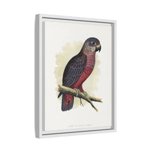 Dusky or Violet Parrot (Pionus fuscus) colored wood-engraved plate by Alexander Francis Lydon.