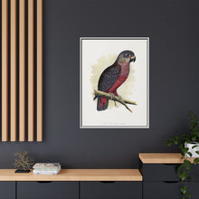 Dusky or Violet Parrot (Pionus fuscus) colored wood-engraved plate by Alexander Francis Lydon.