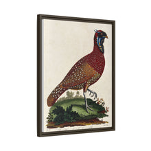 A horned Indian pheasant standing on the grass by J. Pass after J. E. Ihle.
