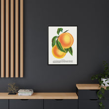 Champion plum lithograph from Botanical Specimen published by Rochester Lithographing