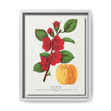Japan Quince tree lithograph. Digitally enhanced from our own original 1900 edition plates of Botanical Specimen published by Rochester Lithographing - NOMADEN ART GALLERY