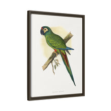 llliger's Macaw (Primolius maracana) colored wood-engraved plate by Alexander Francis Lydon