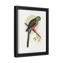 Beautiful or Paradise Parrakeet (Psephotus pulcherrimus) colored wood-engraved plate by Alexander Francis Lydon - NOMADEN ART GALLERY