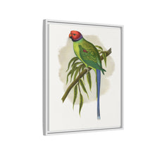 Blossom-Headed Parrakeet (Psittacula roseata) colored wood-engraved plate by Alexander Francis Lydon.