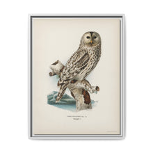 Strix uralensis ♀ illustrated by the von Wright brothers from our own 1929 folio version of Svenska Fåglar Efter Naturen Och Pa Sten Ritade - NOMADEN ART GALLERY