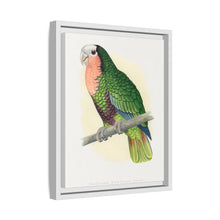 Red-Throated White-Fronted Amazon (Amazona leucocephala) colored wood-engraved plate by Alexander Francis Lydon.