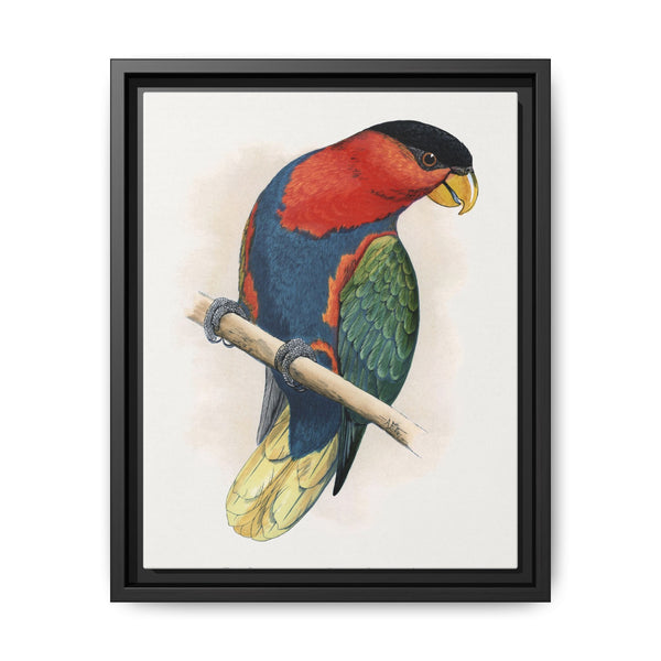 Tri-Coloured or Black-Capped Lory (Lorius lory) colored wood-engraved plate by Alexander Francis Lydon - NOMADEN ART GALLERY