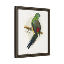 Blood or Red-Rumped Parrakeet (Psephotus haematonotus) colored wood-engraved plate by Alexander Francis Lydon
