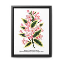 Pink flowers, Weigela lithograph (1900) - NOMADEN ART GALLERY