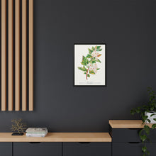 Spirea Aurea flowers lithograph. Digitally enhanced from our own original 1900 edition plates of Botanical Specimen published by Rochester Lithographing