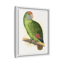 Dufresne's Amazon (Amazona dufresniana) colored wood-engraved plate by Alexander Francis Lydon