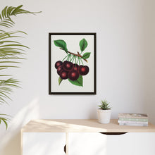 Black Tartarian cherry lithograph. Digitally enhanced from our own original 1900 edition plates of Botanical Specimen published by Rochester Lithographing