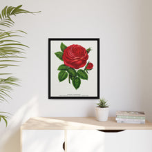 Red rose, General Jacquemont flower lithograph. Digitally enhanced from our own original 1900 edition plates of Botanical Specimen published by Rochester Lithographing