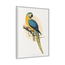 Blue and Yellow Macaw (Ara ararauna) colored wood-engraved plate by Alexander Francis Lydon