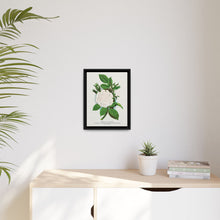 Rose, Perpetual White Moss lithograph. Digitally enhanced from our own original 1900 edition plates of Botanical Specimen published by Rochester Lithographing