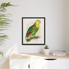Double-Fronted or Le Vaillant's Amazon (Amazona oratrix) colored wood-engraved plate by Alexander Francis Lydon.