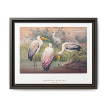 The African Wood Ibis from Zoological sketches (1861-1867) by Joseph Wolf and Philip Lutley Sclater - NOMADEN ART GALLERY