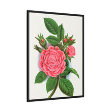 Pink rose, Salet Moss lithograph. Digitally enhanced from our own original 1900 edition plates of Botanical Specimen published by Rochester Lithographing