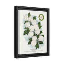 Japanese snowball flower lithograph. Digitally enhanced from our own original 1900 edition plates of Botanical Specimen published by Rochester Lithographing - NOMADEN ART GALLERY