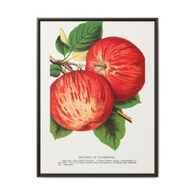Duchess of Oldenburg apples lithograph from Botanical Specimen published by Rochester Lithographing - NOMADEN ART GALLERY