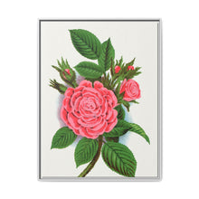 Pink rose, Salet Moss lithograph. Digitally enhanced from our own original 1900 edition plates of Botanical Specimen published by Rochester Lithographing - NOMADEN ART GALLERY