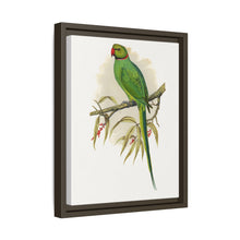 Ring-Necked or Bengal Parakeet (Psittacula columboides) colored wood-engraved plate by Alexander Francis Lydon