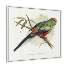 Many-Coloured Parrakeet (Psephotellus varius) colored wood-engraved plate by Alexander Francis Lydon
