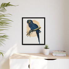 Hyacinthine Macaw (Anodorhynchus hyacinthinus) colored wood-engraved plate by Alexander Francis Lydon.