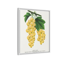 White Grape Lithograph | Vintage Botanical Wall Art Print
