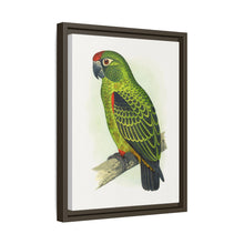 Placa grabada en madera de color loro de Jardine (Poicephalus gulielmi gulielmi) de Alexander Francis Lydon. 