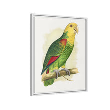 Double-Fronted or Le Vaillant's Amazon (Amazona oratrix) colored wood-engraved plate by Alexander Francis Lydon.