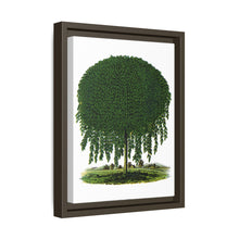 Kilmarnock Weeping Willow tree lithograph. Digitally enhanced from our own original 1900 edition plates of Botanical Specimen published by Rochester Lithographing