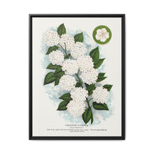 Japanese snowball flower lithograph. Digitally enhanced from our own original 1900 edition plates of Botanical Specimen published by Rochester Lithographing - NOMADEN ART GALLERY