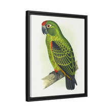 Placa grabada en madera de color loro de Jardine (Poicephalus gulielmi gulielmi) de Alexander Francis Lydon. 
