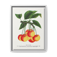 Gov Wood cherry lithograph. Digitally enhanced from our own original 1900 edition plates of Botanical Specimen published by Rochester Lithographing - NOMADEN ART GALLERY