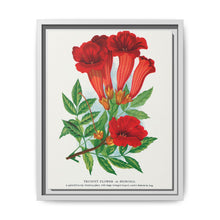 Trumpet flower lithograph. Digitally enhanced from our own original 1900 edition plates of Botanical Specimen published by Rochester Lithographing - NOMADEN ART GALLERY